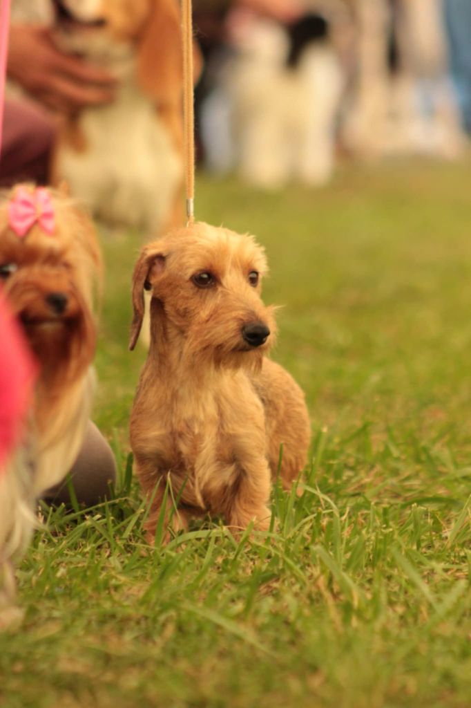 V.i.p de la légende d'Androclès