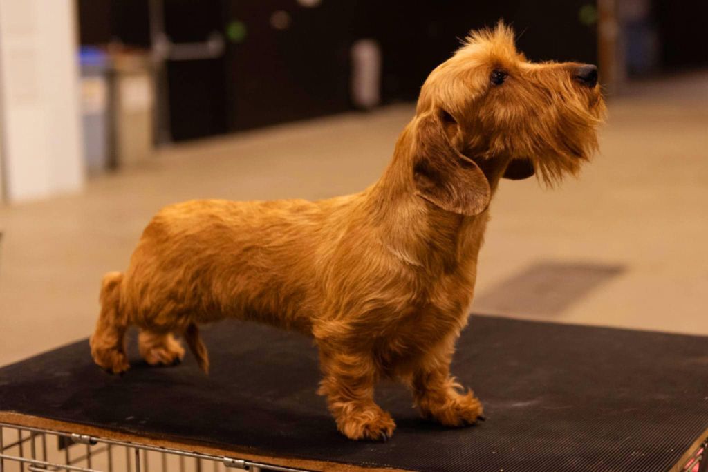 Telma de la légende d'Androclès