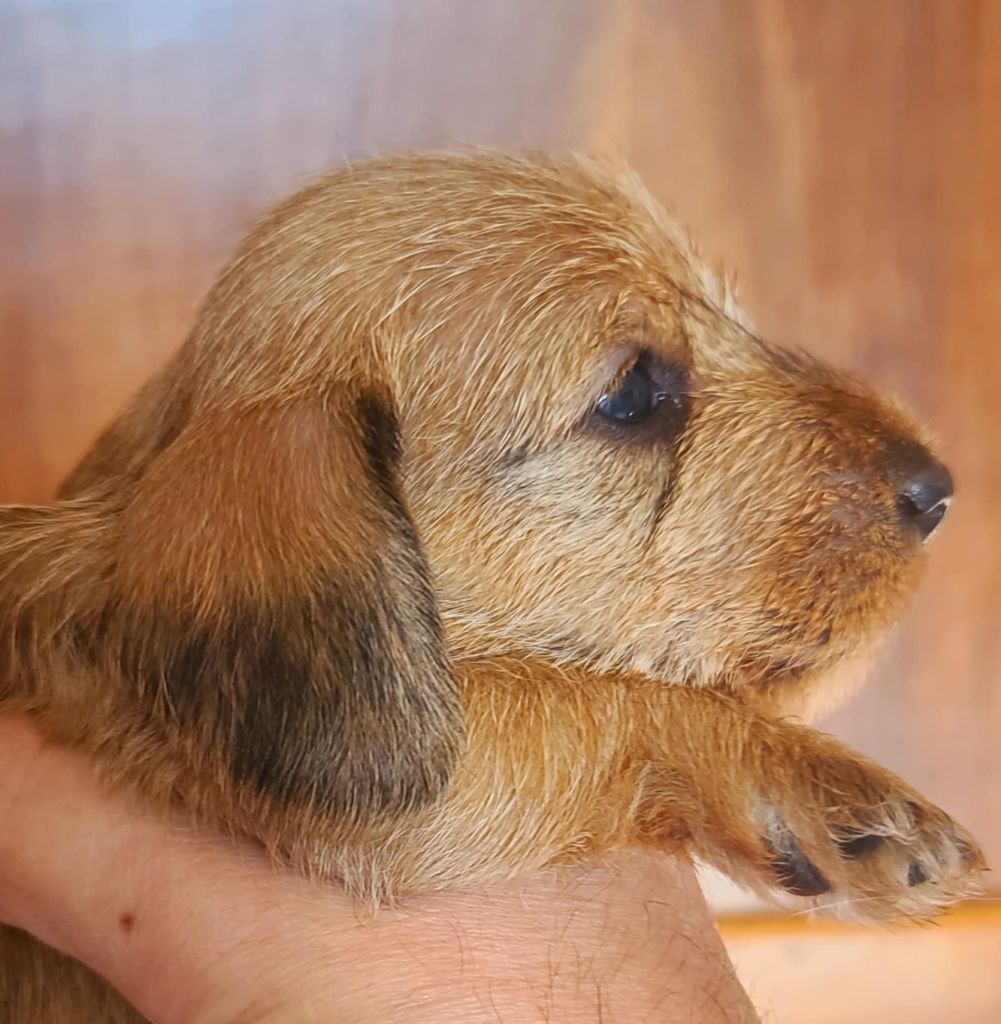 NOV 2025 CHIOTS NAINS POIL DUR DE QUALITE VOUS ATTENDENT