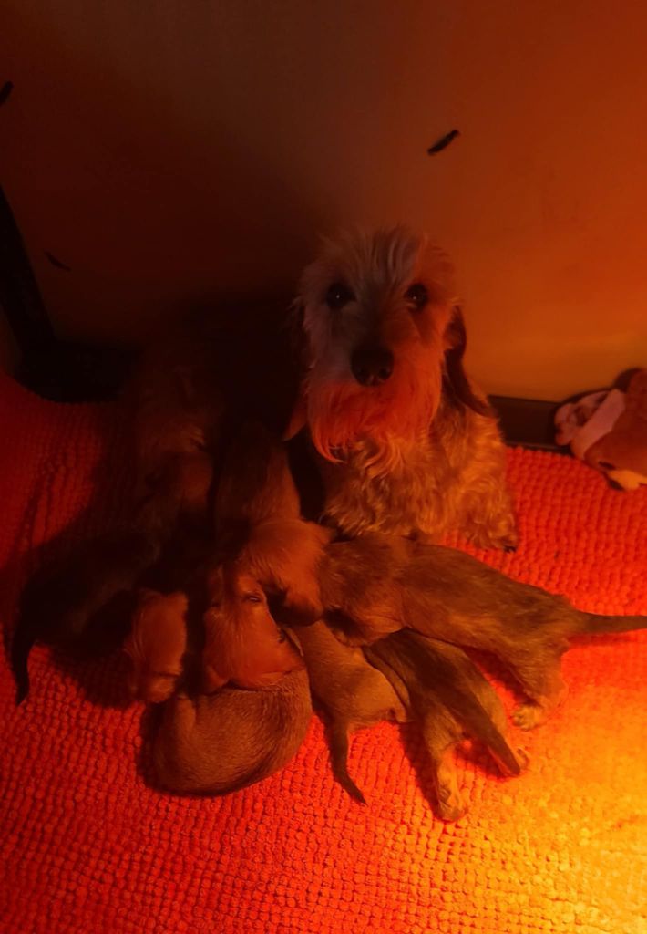 Chiot Teckel poil dur de la légende d'Androclès