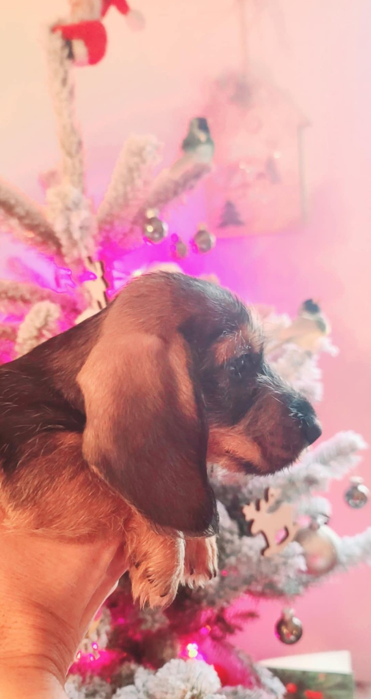 de la légende d'Androclès - Chiots disponibles - Teckel poil dur