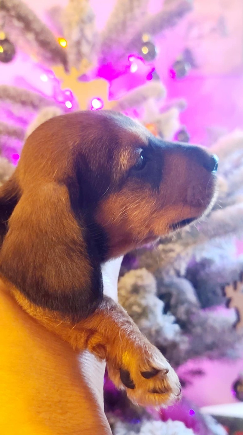 de la légende d'Androclès - Chiots disponibles - Teckel poil dur