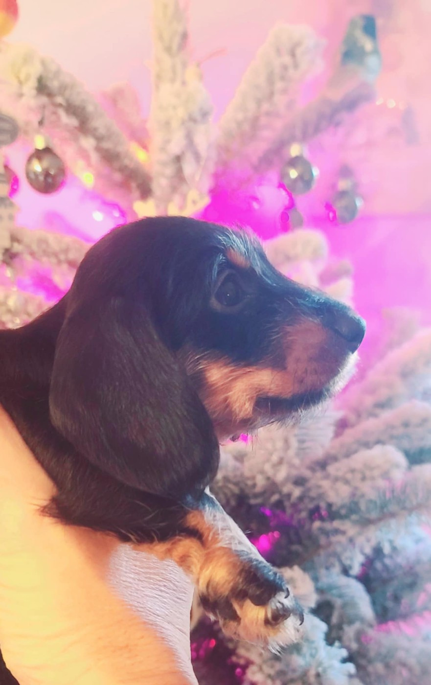 de la légende d'Androclès - Chiots disponibles - Teckel poil dur