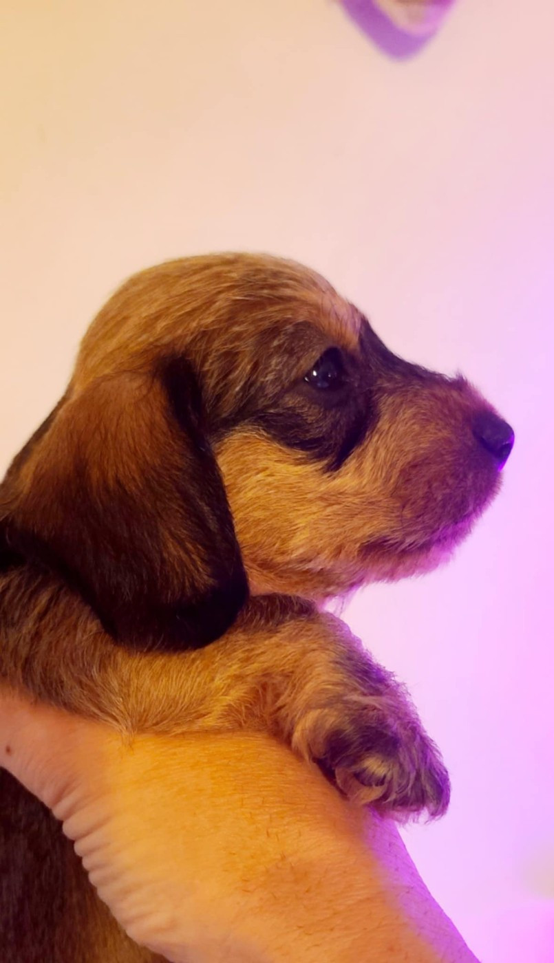 de la légende d'Androclès - Chiots disponibles - Teckel poil dur