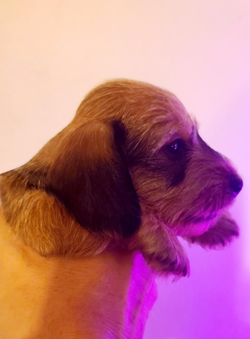 de la légende d'Androclès - Chiots disponibles - Teckel poil dur