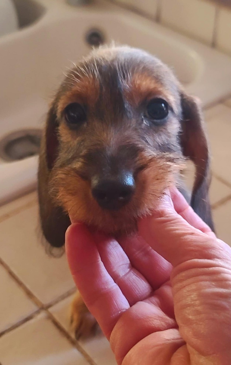 de la légende d'Androclès - Chiots disponibles - Teckel poil dur