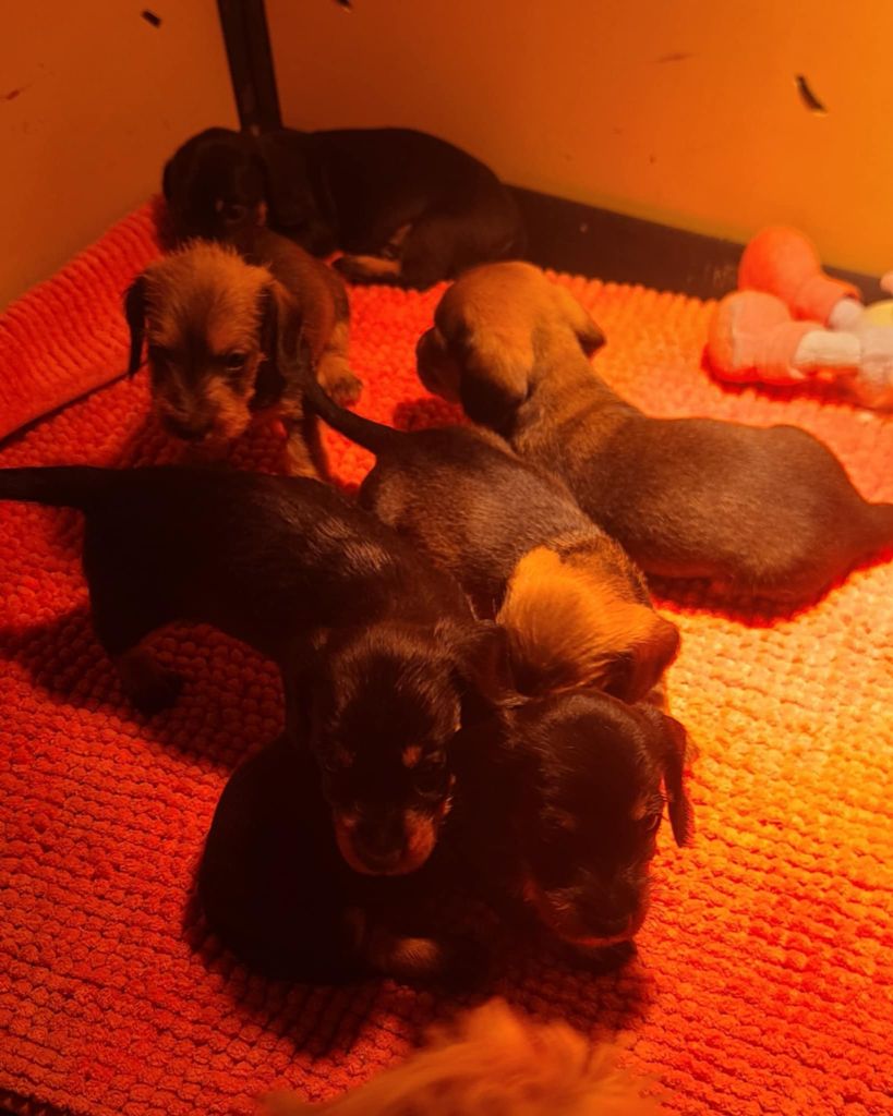 Chiot Teckel poil dur de la légende d'Androclès