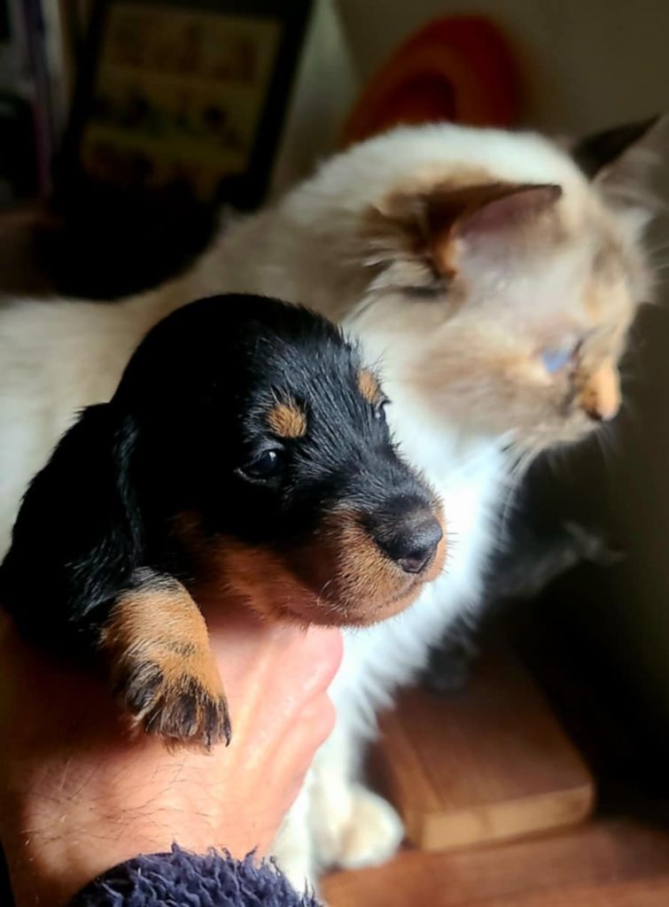 de la légende d'Androclès - Chiots disponibles - Teckel poil dur