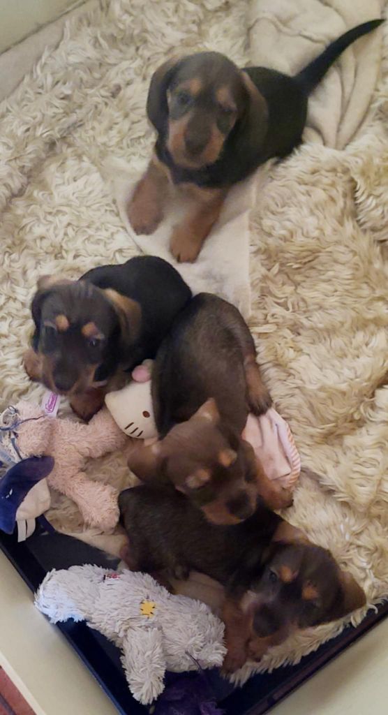 Chiot Teckel poil dur de la légende d'Androclès